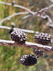 Allocasuarina rupicola