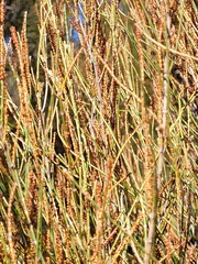 Allocasuarina rupicola
