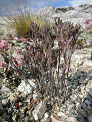 Draba breweri