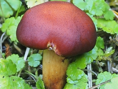 Aureonarius eucollybianus