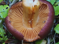Aureonarius eucollybianus