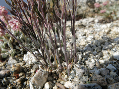 Draba breweri