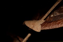 Tolpiodes oligolasia