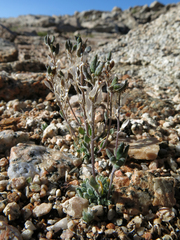Draba breweri