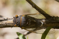 Diceroprocta cinctifera
