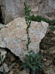 Draba breweri