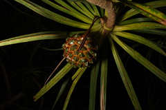Pandanus sylvestris