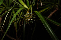 Pandanus sylvestris