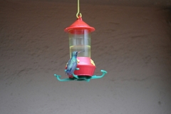 Cynanthus latirostris