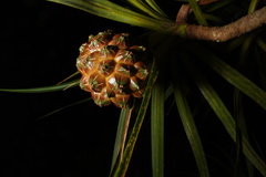 Pandanus sylvestris