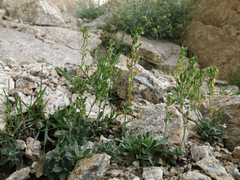 Draba breweri