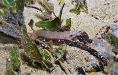 Aspasmogaster tasmaniensis