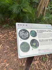 Pavetta hongkongensis