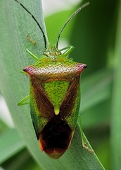 Acanthosoma haemorrhoidale