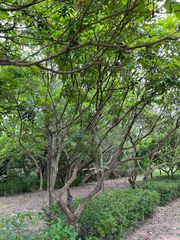 Chionanthus retusus