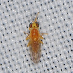 Chyromyidae