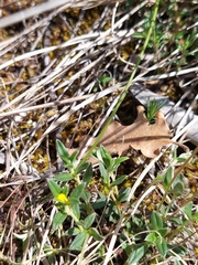 Pseudocistus