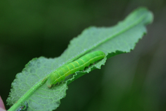 Scoliopteryx libatrix