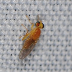 Chyromyidae