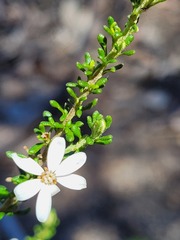 Olearia microphylla