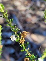 Olearia microphylla