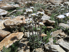 Draba breweri