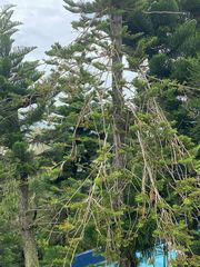 Araucaria heterophylla