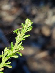 Olearia microphylla