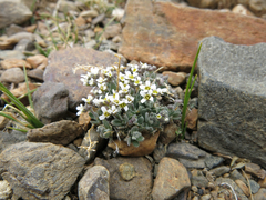 Draba breweri