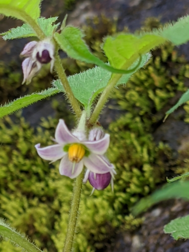 Lycianthes laevis iNat (2)