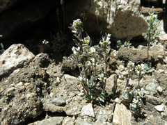 Draba breweri