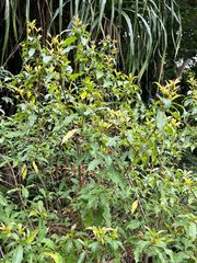 Ditrysinia fruticosa