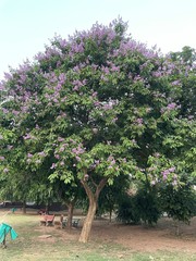 Lagerstroemia