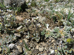 Draba breweri
