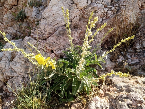 Image of Verbascum undulatum by (c) Michal Honskus, some rights reserved (CC BY)