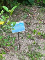 Vitex negundo negundo