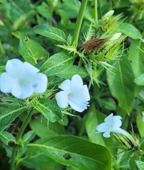 Barleria elegans orientalis