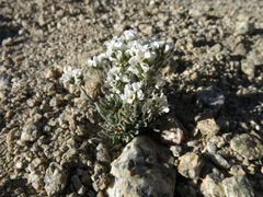 Draba breweri