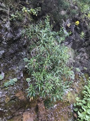 Carlina falcata image