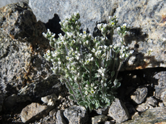 Draba breweri