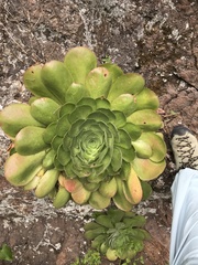 Aeonium canariense subsp. christii image