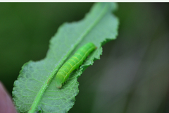 Scoliopteryx libatrix