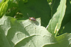 Brachysomida bivittata