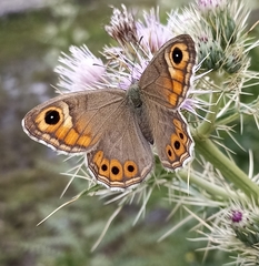 Lasiommata schakra