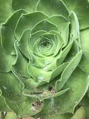 Aeonium canariense subsp. christii image