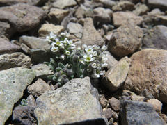 Draba breweri