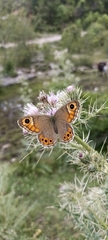 Lasiommata schakra