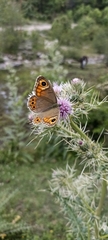 Lasiommata schakra