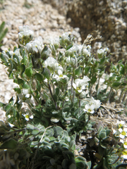 Draba breweri