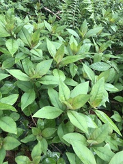 Lysimachia clethroides
